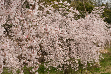 満開の桜