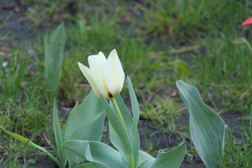 white blooming tulip flower and green grass at bokeh background