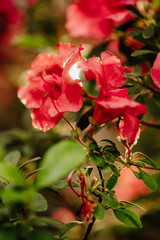 Blooming Azalea Flowering Plant Closeup Photo. Blossoming Decorative Red Buds And Green Leaves Flower Branch. Seasonal Ornamental Blossom Aromatic Floral Rhododendron Vertical Photography