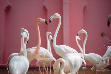 group of pink flamingos