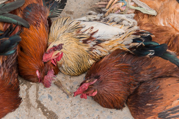 Chickens, Ethiopia local market
