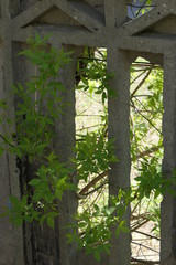 Branches of a tree growing through hole in the fence