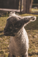 portrait of small lamb