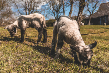 Naklejka na ściany i meble two small lamb on meadow