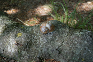 Snail on the stone