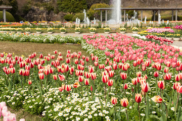 チューリップの花壇
