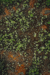 Aerial view on natural swamp from above, wild nature background
