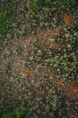 Aerial view on natural swamp from above, wild nature background