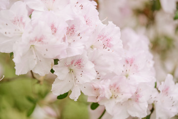White Rhododendron Flower Blooming Branch Closeup Horizontal Photo. Freshness Decorative Potted Flowers Buds. Springtime Ornamental Blossom Aroma Floral Azalea, Blurred Background Photography