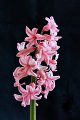 Fototapeta na wymiar Closeup on Pink Hyacinth