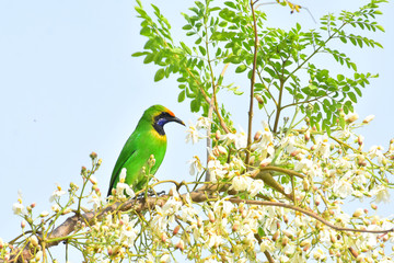 blue tit on a branch