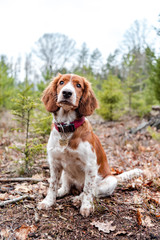 Beautiful cute happy healthy welsh springer spaniel dog in forest.