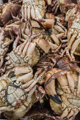 Dead Crab, Fish Market