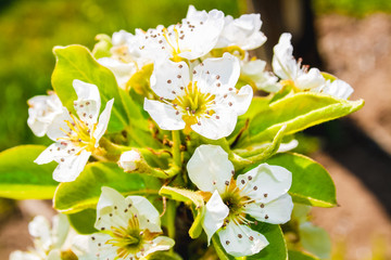 White blossom fruit flower on a tree in a spring time