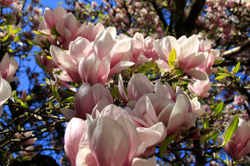 magnolia różowa pięknie kwitną kwiaty  - obrazy, fototapety, plakaty