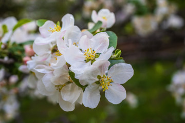 Fresh white and pink apple tree flowers blossom on green leaves background in the garden in spring.