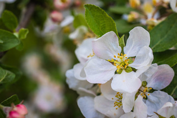 Fototapeta premium Fresh white and pink apple tree flowers blossom on green leaves background in the garden in spring.