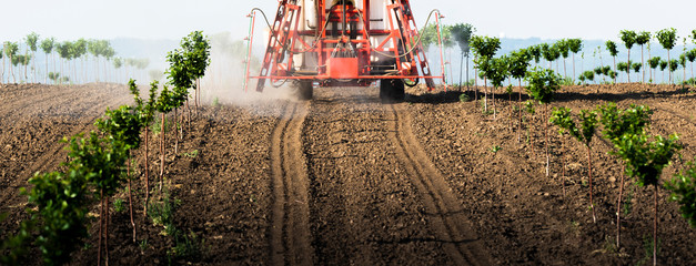 Tractor sprays insecticide in cherry orchard in spring.
