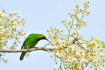 blue tit on a branch