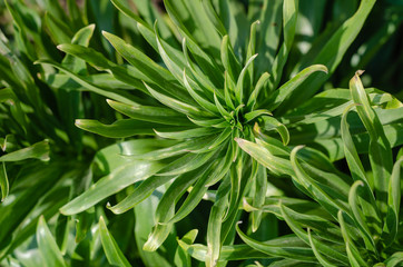 Lily lanceolate, or brindle (Lilium lancifolium).