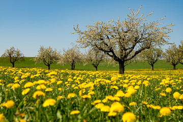 Frühling