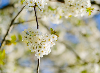 Obraz premium Blossom in an English churchyard