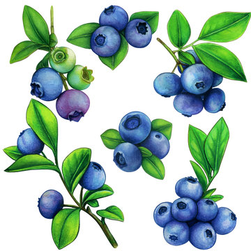 Watercolor blueberry elements botanical illustration