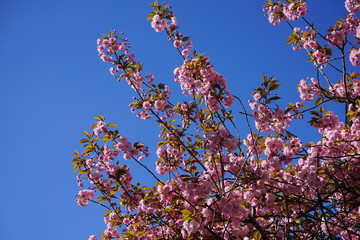 Rosa blühende Zweige eines japanischen Kirschbaums, blauer Himmel, Sonnenlicht