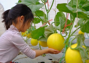 A cute Asian girl picking ripe yellow and green melon at an organic farm with her hands.