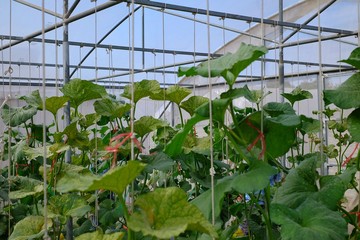Rows of young melon trees with ropes hanging from the greenhouse roof with steel beams on a bright sunny day with green and yellow leafs.