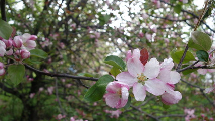 White-pink flowers of an Apple tree on a branch