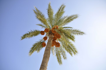 Fototapeta na wymiar palma daktylowa owoce daktyle Tunezja na Dżerbie