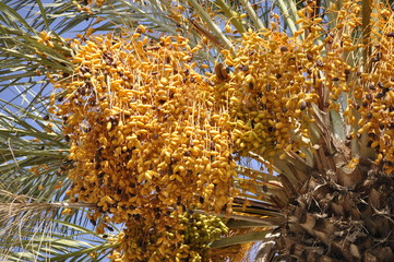 palma daktylowa owoce daktyle Tunezja na Dżerbie - obrazy, fototapety, plakaty