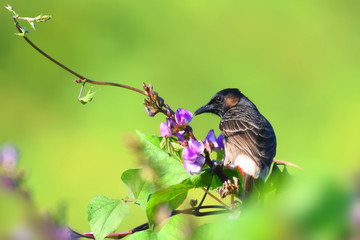 bird on a flower