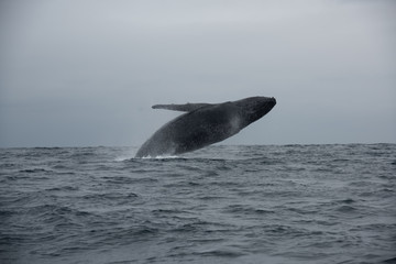 Fototapeta premium Blue Whale, coast of Ecuador 