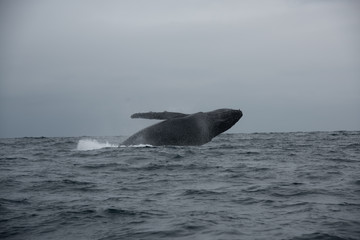Fototapeta premium Blue Whale, coast of Ecuador 