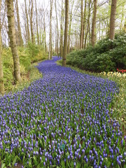 Rangée de fleurs bleues aux Pays Bas 