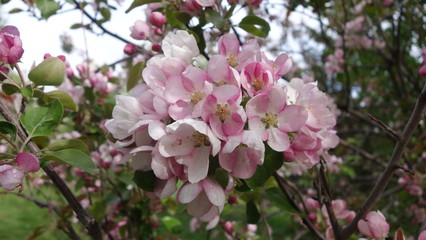 The Apple tree blooms with pink flowers