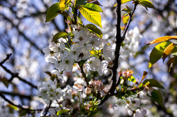 Cherry blossom