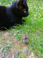 Katze und Maus