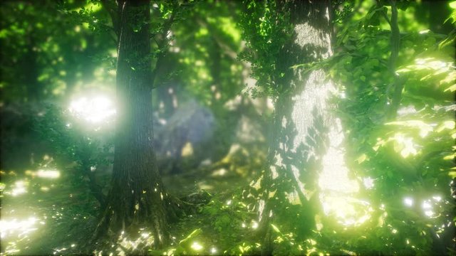 scenic forest of fresh green deciduous trees framed by leaves, with the sun casting its warm rays through the foliage