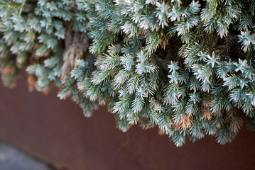 Juniperus formosana