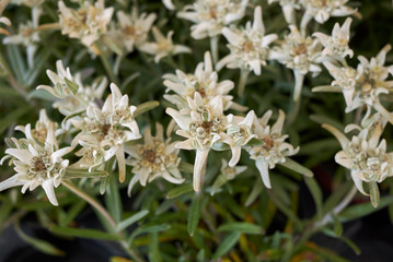 Leontopodium nivale