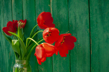 Fototapeta na wymiar a simple bouquet of red tulips in a jar on a background of wooden boards painted in green
