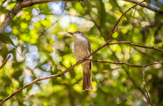 Birds In Grand Cayman