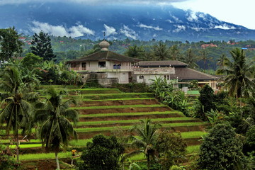 Fototapeta na wymiar rice terraces in Bogor