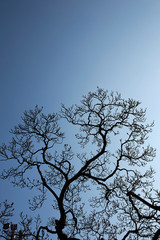 Magnolia × soulangeana