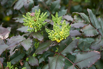 Mahonia aquifolium
