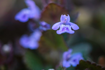 Glechoma hederacea. Nepeta glechoma Benth., Nepeta hederacea  is an aromatic, perennial, evergreen...