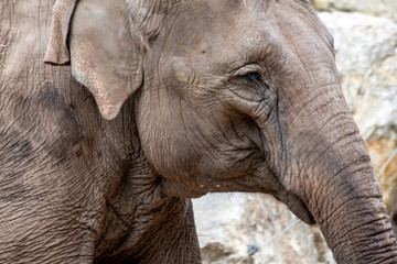 Tête d'éléphant d'Afrique en gros plan	